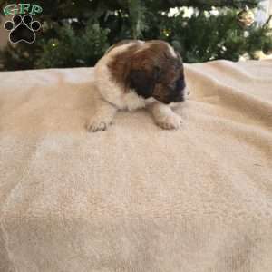 Hector, Mini Bernedoodle Puppy