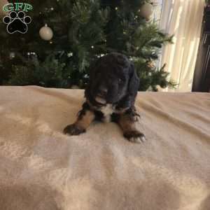 Nick, Mini Bernedoodle Puppy