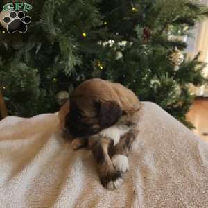 Annie, Mini Bernedoodle Puppy