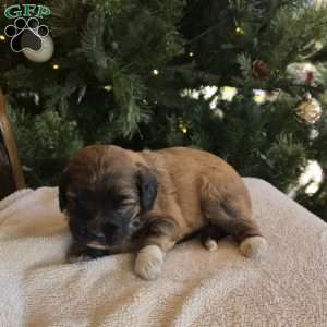 Annie, Mini Bernedoodle Puppy