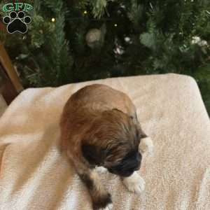 Annie, Mini Bernedoodle Puppy