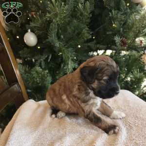 Annie, Mini Bernedoodle Puppy