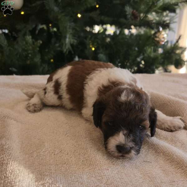 Hector, Mini Bernedoodle Puppy