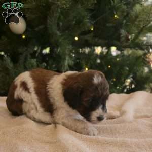 Hector, Mini Bernedoodle Puppy