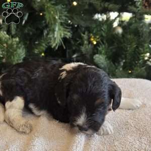 Philip, Mini Bernedoodle Puppy