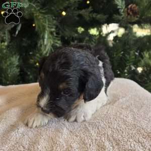 Philip, Mini Bernedoodle Puppy