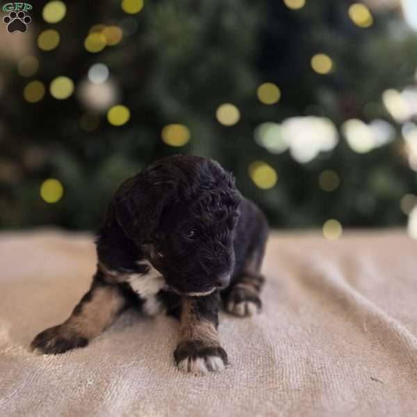 Nick, Mini Bernedoodle Puppy