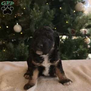 Nick, Mini Bernedoodle Puppy