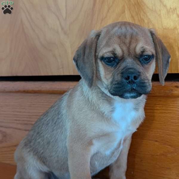 Chuck, Puggle Puppy