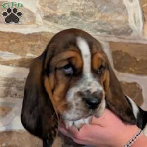 Sondra, Basset Hound Puppy