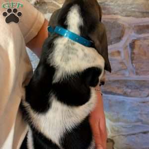 Sondra, Basset Hound Puppy