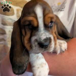 Sondra, Basset Hound Puppy