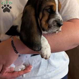 Sondra, Basset Hound Puppy