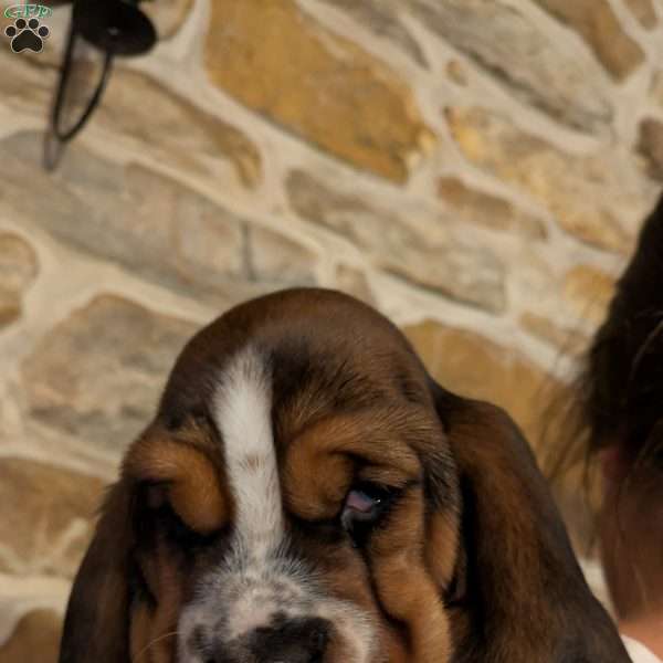 Sondra, Basset Hound Puppy