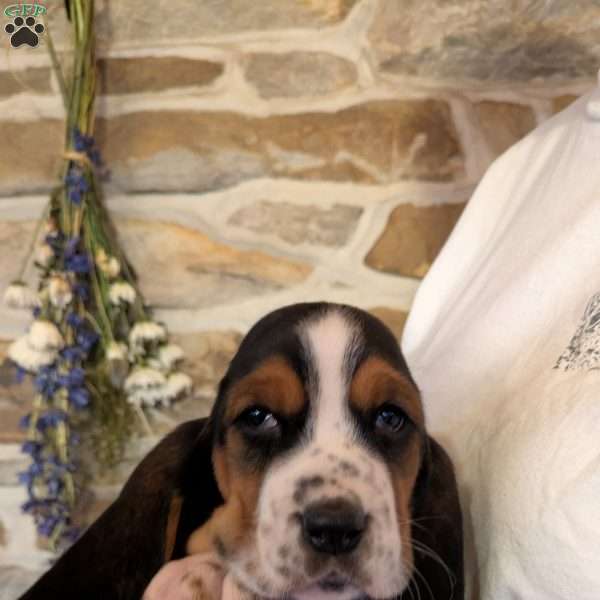 Ricky, Basset Hound Puppy