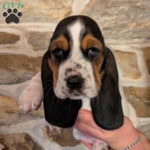 Ricky, Basset Hound Puppy