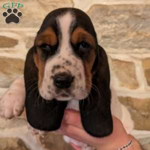 Ricky, Basset Hound Puppy