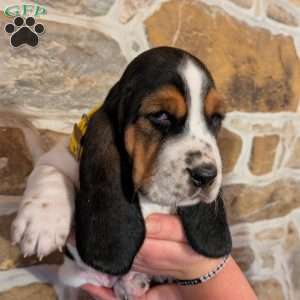 Ricky, Basset Hound Puppy