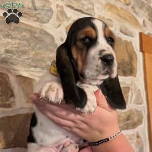 Ricky, Basset Hound Puppy