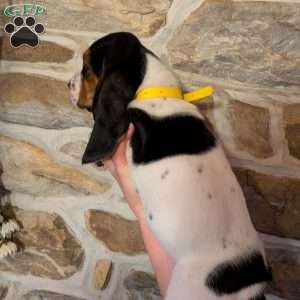 Ricky, Basset Hound Puppy