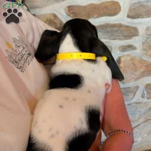 Ricky, Basset Hound Puppy