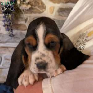 Ricky, Basset Hound Puppy