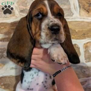 Velma, Basset Hound Puppy