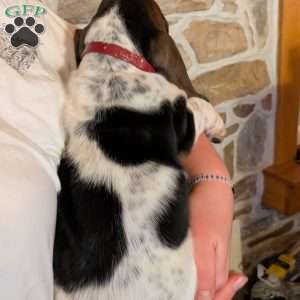 Velma, Basset Hound Puppy