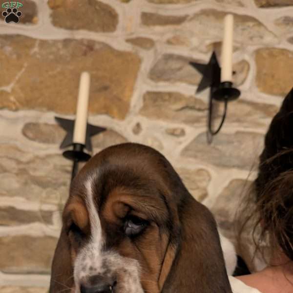 Velma, Basset Hound Puppy