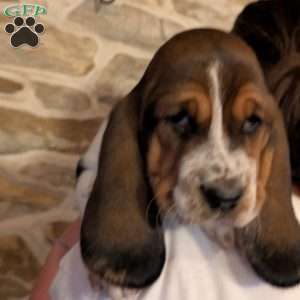 Velma, Basset Hound Puppy