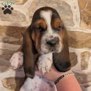 Kia, Basset Hound Puppy