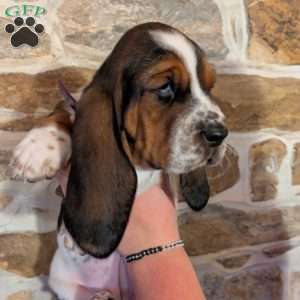 Kia, Basset Hound Puppy