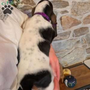 Kia, Basset Hound Puppy