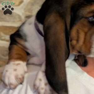 Kia, Basset Hound Puppy