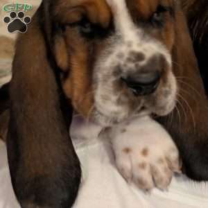 Kia, Basset Hound Puppy