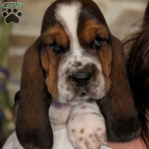 Kia, Basset Hound Puppy
