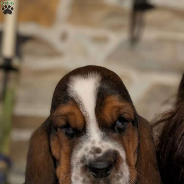 Kia, Basset Hound Puppy