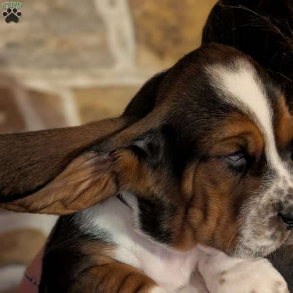 Kia, Basset Hound Puppy