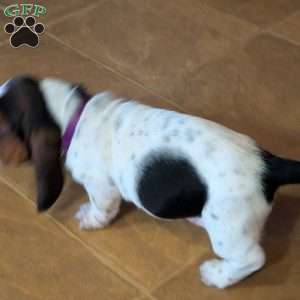 Kia, Basset Hound Puppy