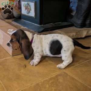 Kia, Basset Hound Puppy