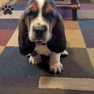 Kia, Basset Hound Puppy