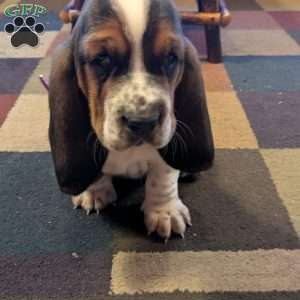 Kia, Basset Hound Puppy