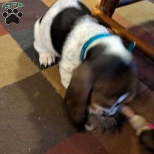 Sondra, Basset Hound Puppy