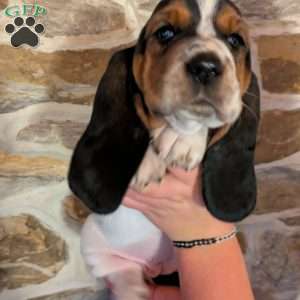 Tracy, Basset Hound Puppy