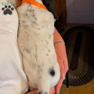 Tracy, Basset Hound Puppy