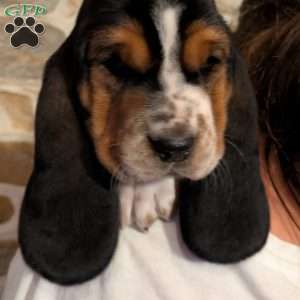 Tracy, Basset Hound Puppy