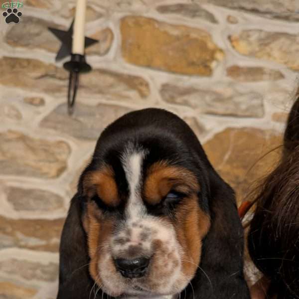 Tracy, Basset Hound Puppy