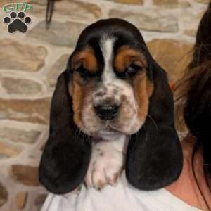 Tracy, Basset Hound Puppy