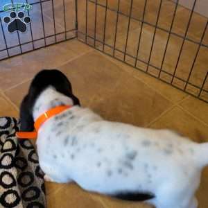 Tracy, Basset Hound Puppy