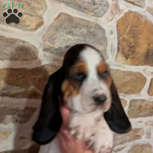 Kim, Basset Hound Puppy